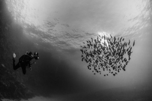 Indian Mackerel school & diver by Paul Colley 
